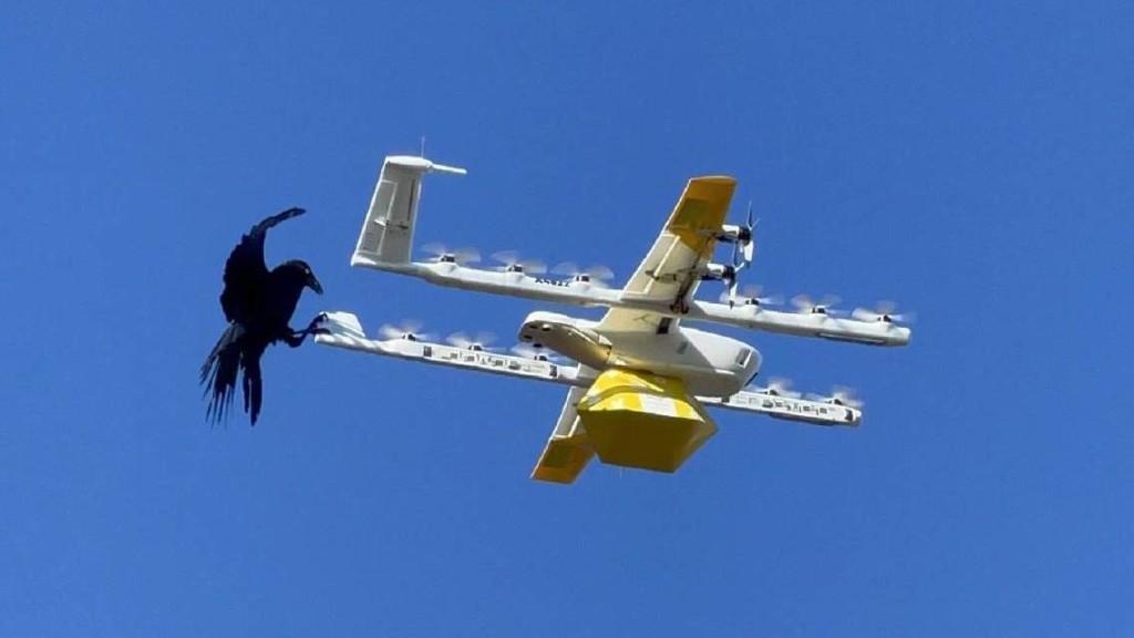 "Птицы-2": в Австралии остановили доставку дронами из-за нападений ворон и других пернатых